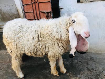 Jinnah Square Nafees Bangloze