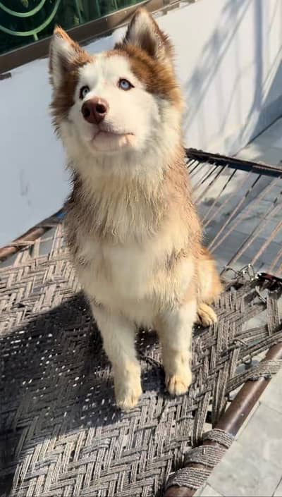 husky available for stud