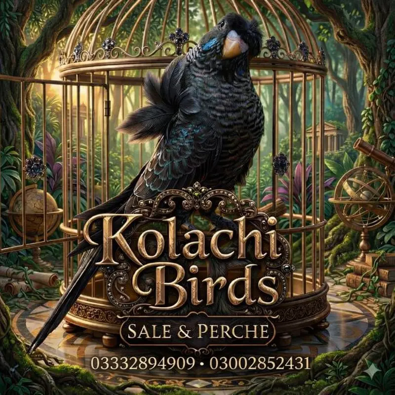 Bajree Birds | Albino | Black Face | Black Wings | Combos |Parrots