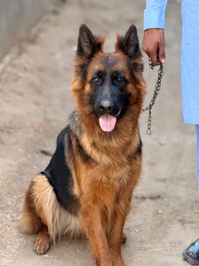 Long coat German shepherd female available for sale