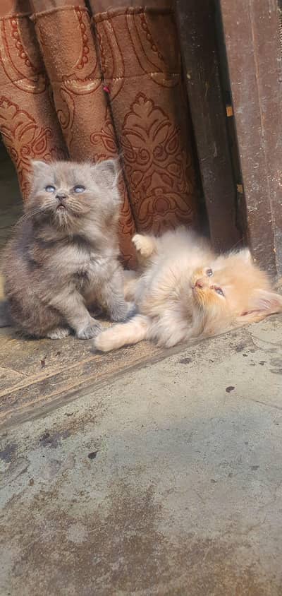 Persian Kittens