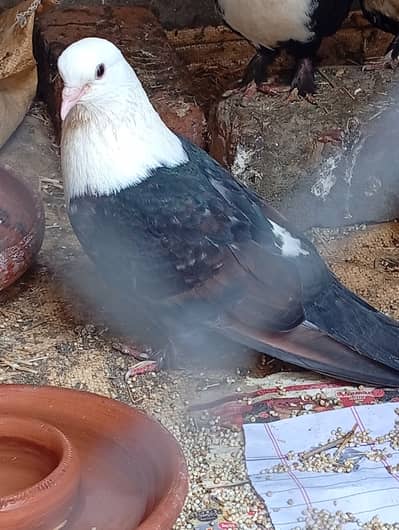 Karblai 4 peela khal 2