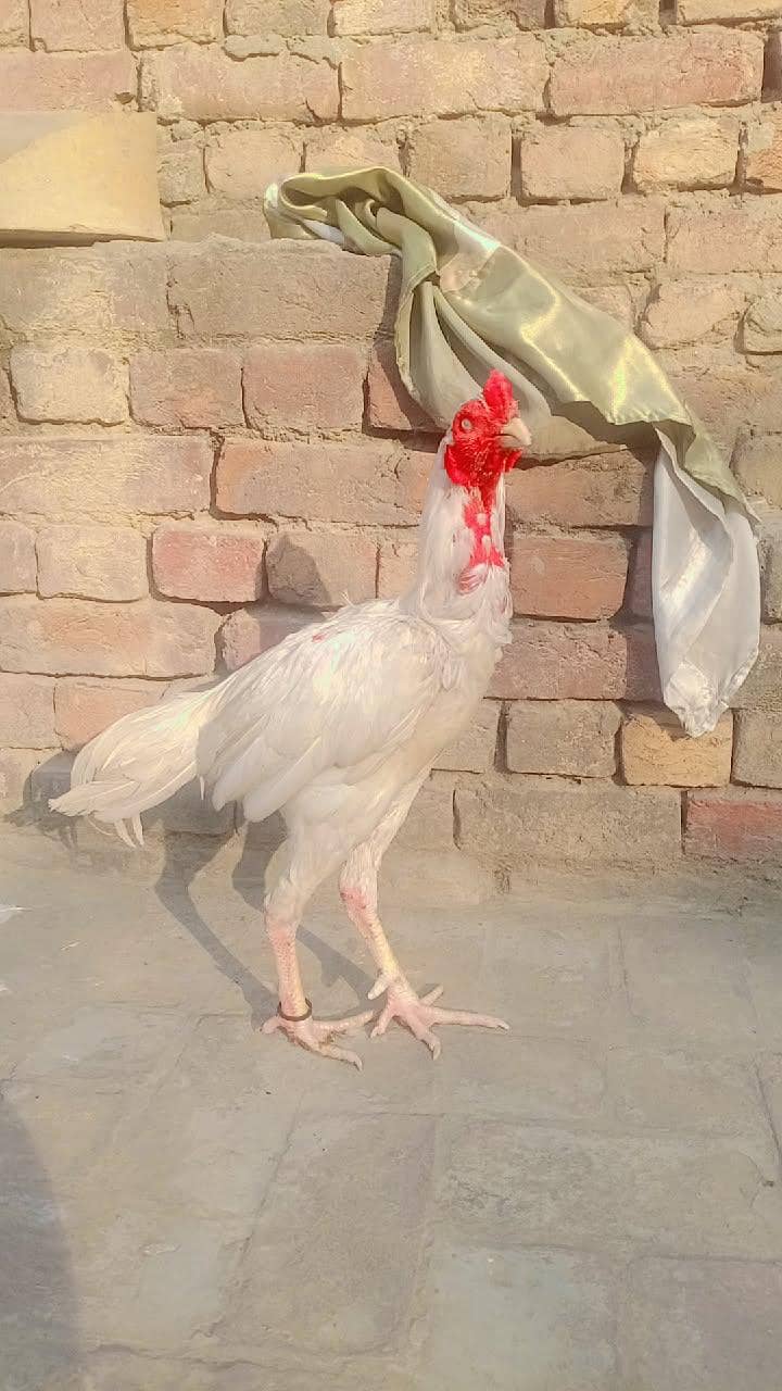 Heera pair 0