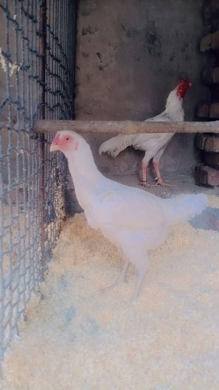 Heera pair 2
