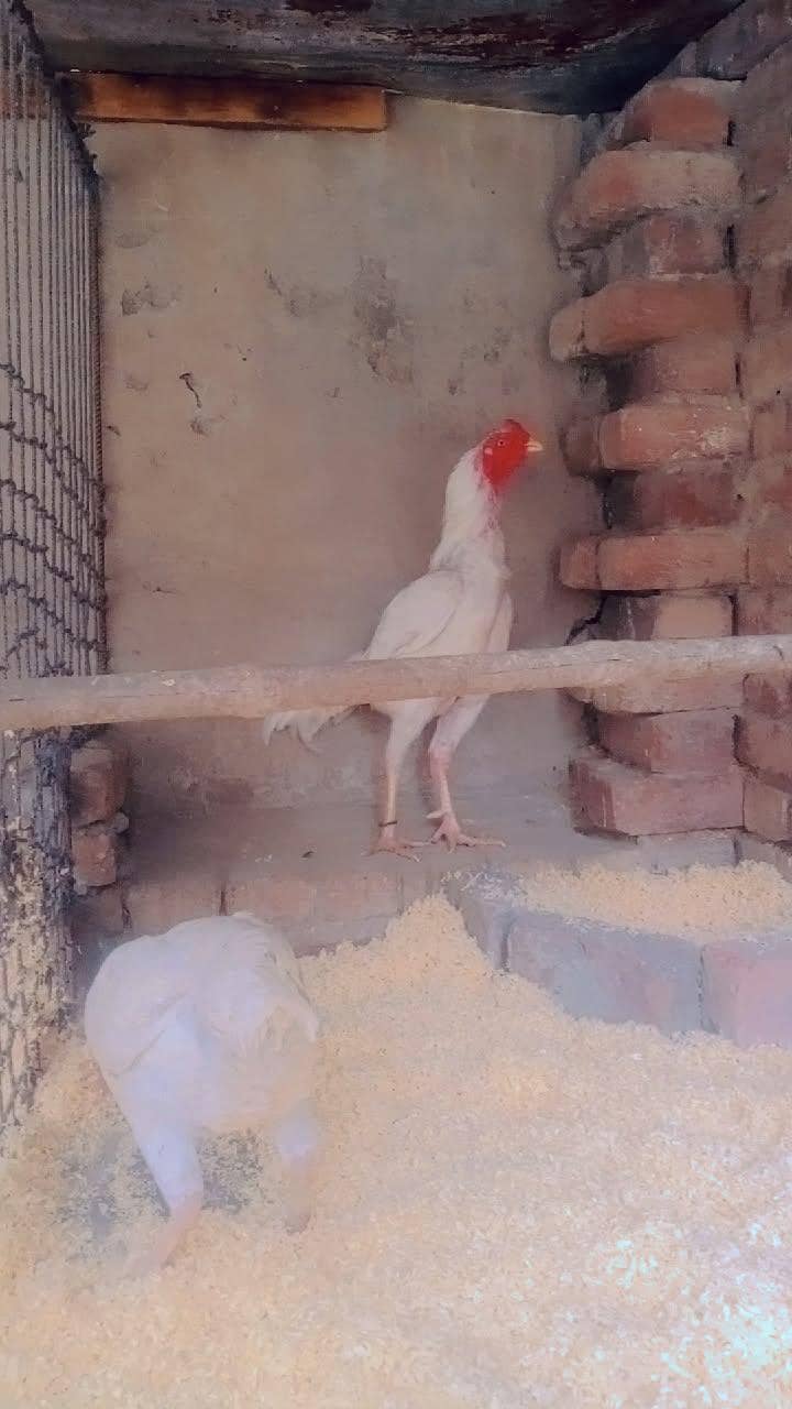 Heera pair 3