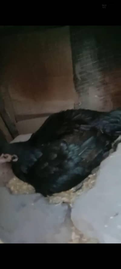 kruk murgi for sale only 3000