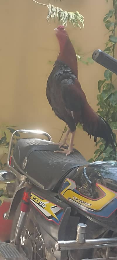 aseel murgha for sale paisay Chahiye is liye bech Rha hun