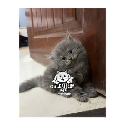 Persian Kitten | Black White | Persian Cat | 2 month Old 03190252896