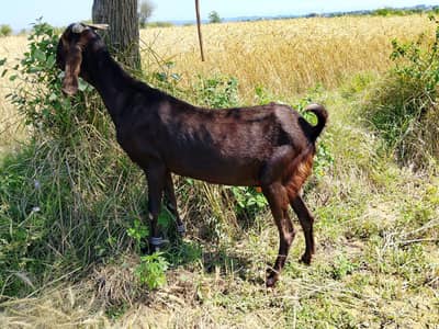 for sale Contect No - 03329619967