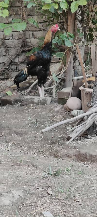 young hint cross patha imported blood line