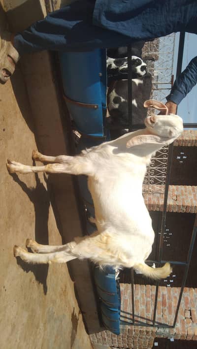 Qurbani walay bakray. watsapp number . 03084642862