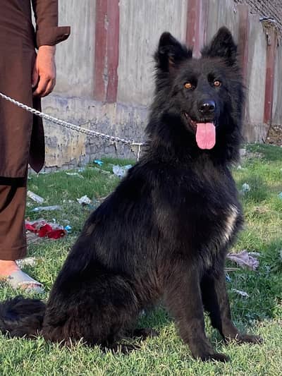 German Shepherd  | Black Shepherd Dog | GSD For sale