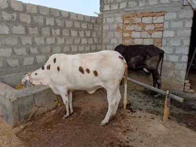 2 cow for sale in Islamabad _ Milking cow (6-7L)  & healthy heifer