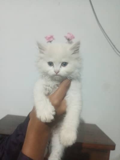 Kittens Available healthy and active