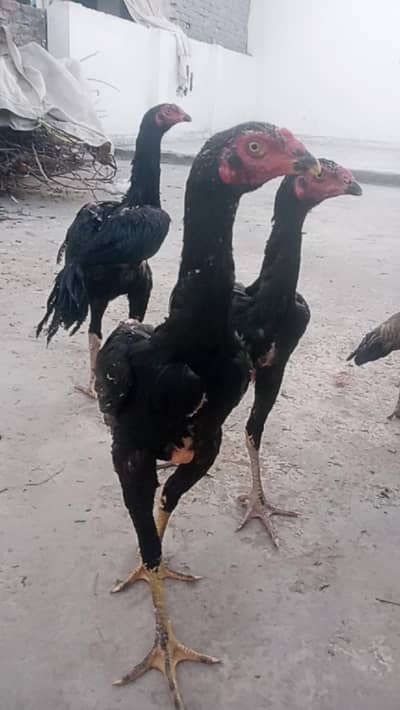 Shamoo / German shamoo / Black Shamoo / Shamoo /aseel shamo