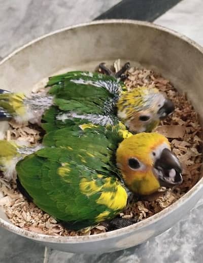 sunconure chicks