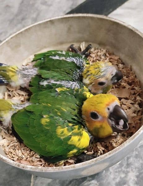 sunconure chicks 0