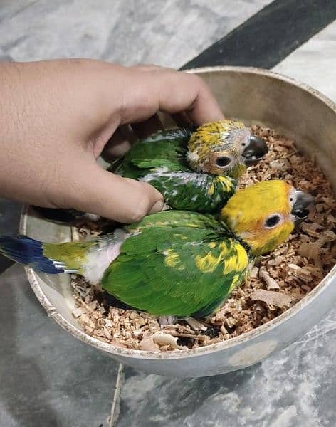 sunconure chicks 1