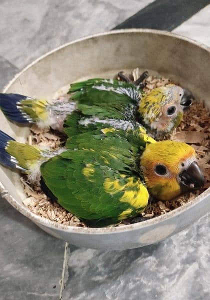 sunconure chicks 2