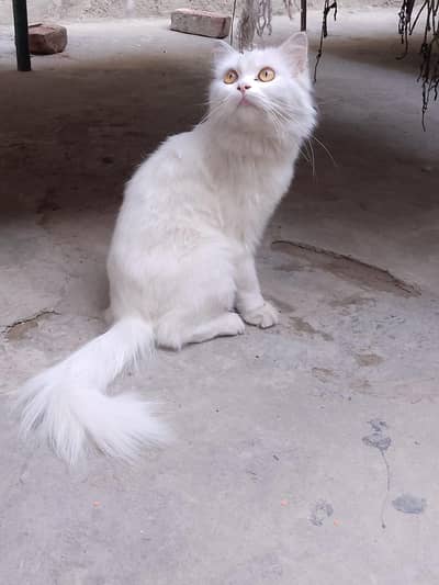 Persian cat white  0370,14,21,390