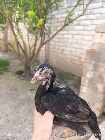 aseel chichks 3 month age