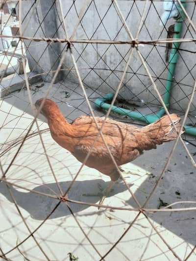 Dragon female chicks