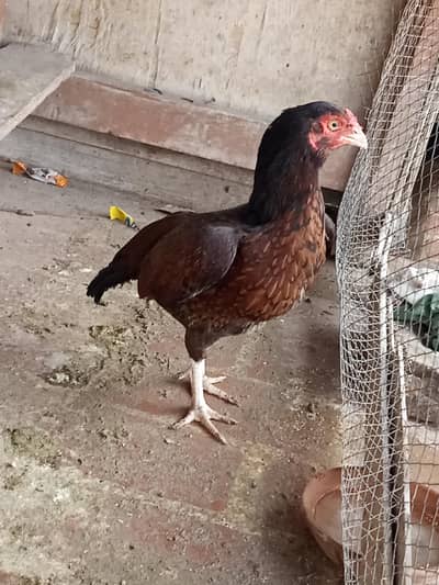 Mianwali Madi for sale