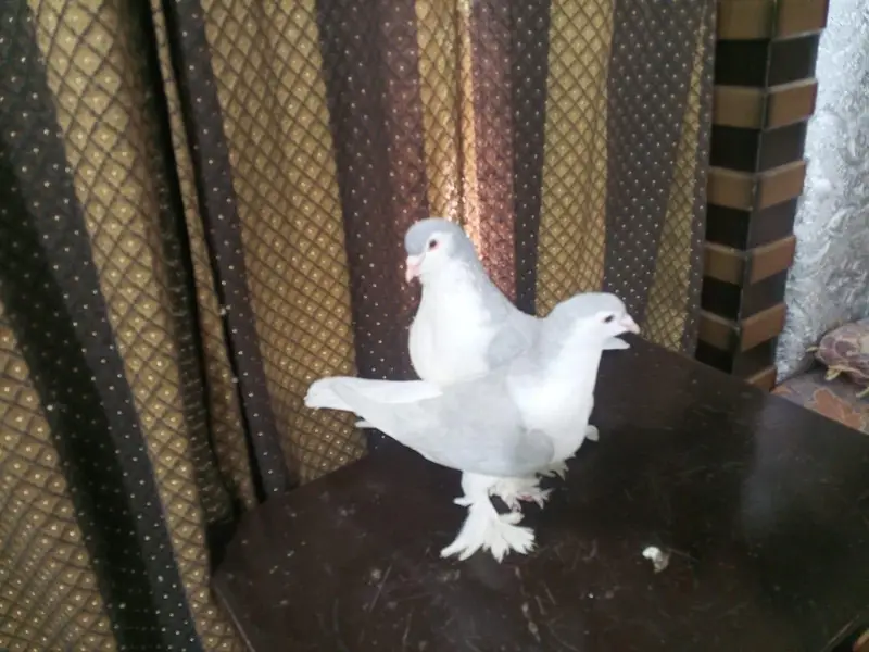 silver sheraazi — photo 2
