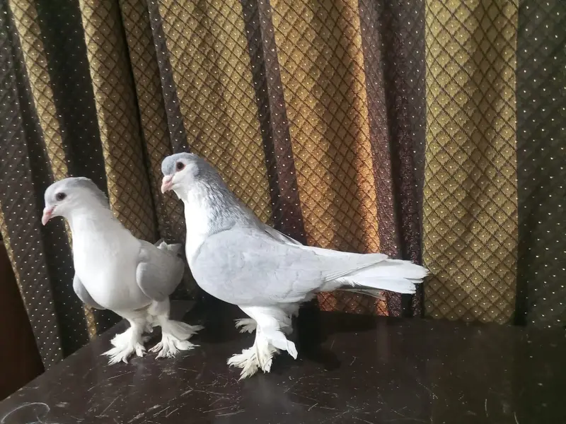 silver sheraazi — photo 3