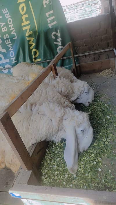 big face and long height weight face sheep