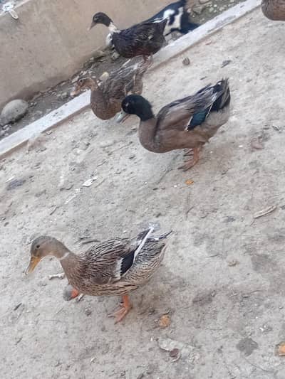 دیسی بطخ کے جوڑے دستیاب ہیں بطخ انڈے دیتی ہیں 2 فی میل اور 2میل