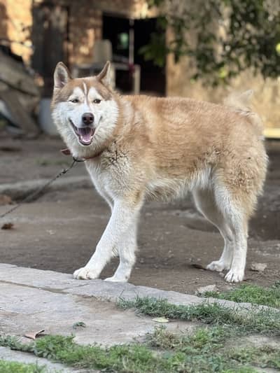 Siberian Husky Odd eyes