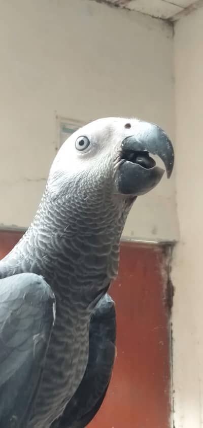 Gray Parrot Self-Feed Healthy Jambo Size Chick Available”