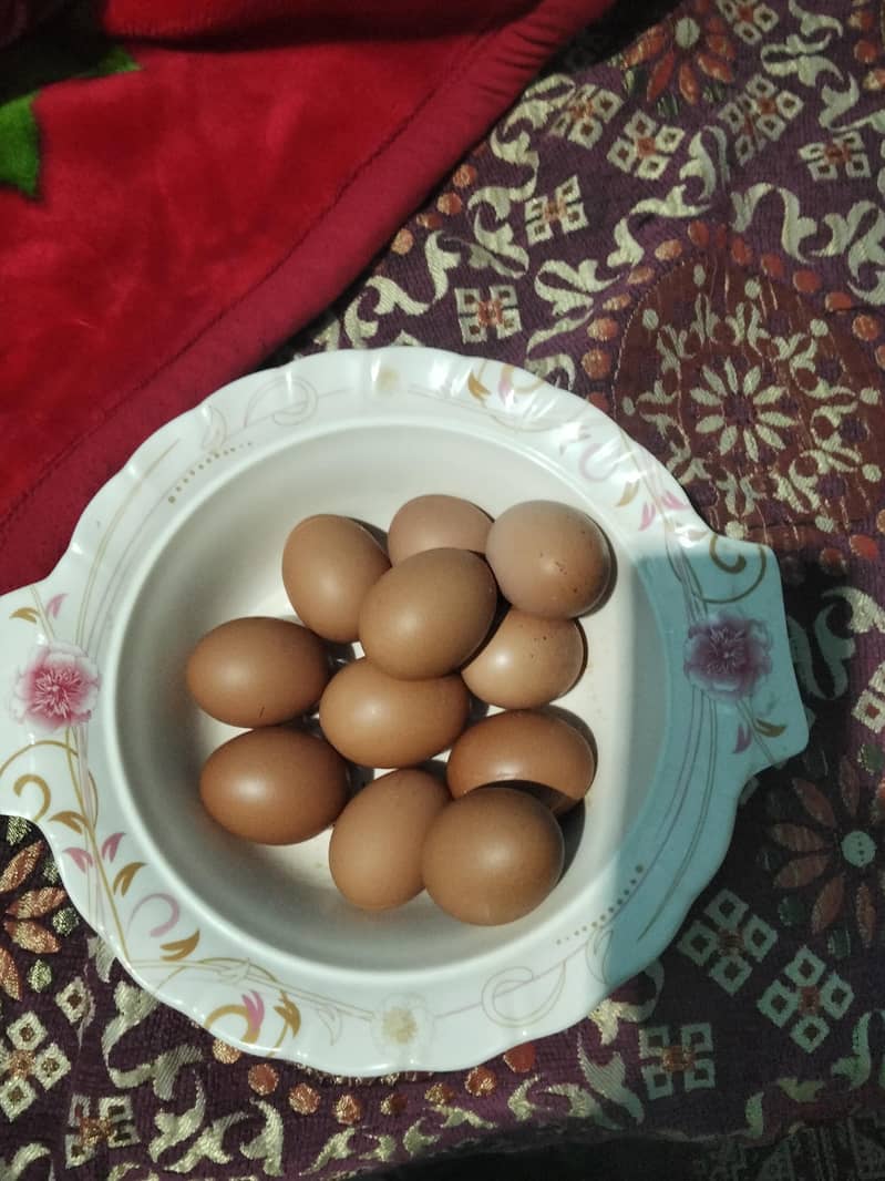 eggs 0