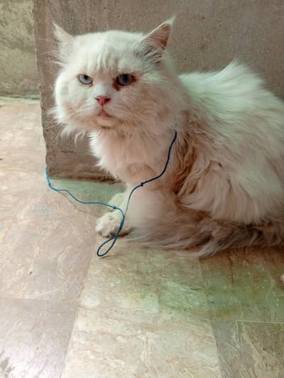 Persian male for sale active healthy meeting ke liye ful taiyar hai