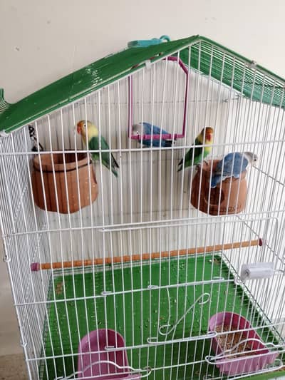 4 love bird  for sale