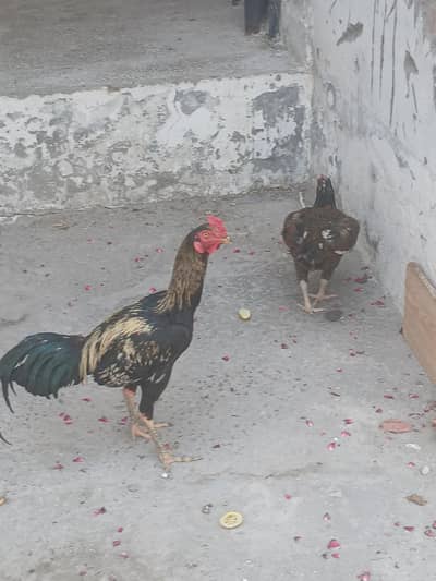 Quality Aseel pair (male and female)