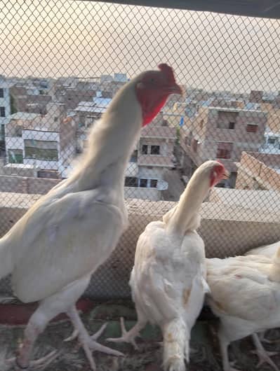 pure Heera white blood line