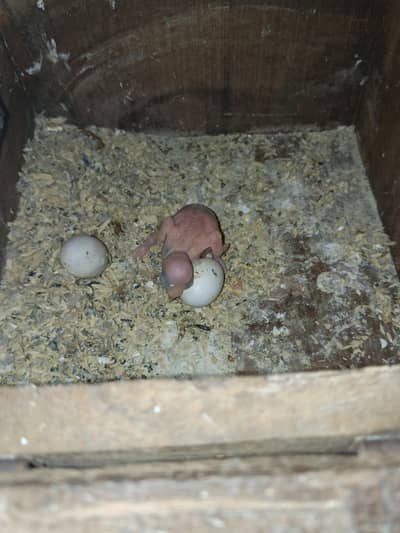 Beautiful pair with one chick and box full final price