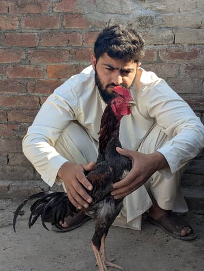 03019103983 barmi hint