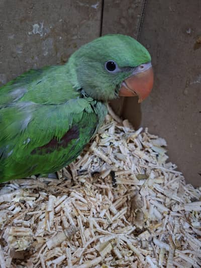 raw parrot ka bacha 2 mounth