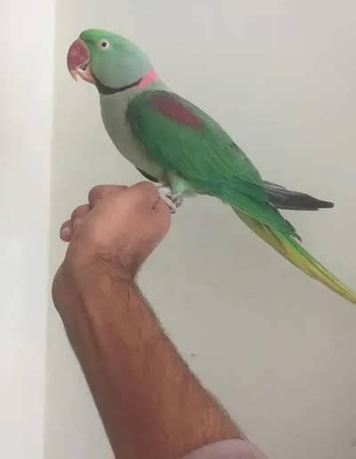 good healthy bhoty ach ha hat par aty ha