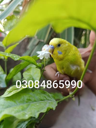 Lovely  lemon budgie for urgent sale