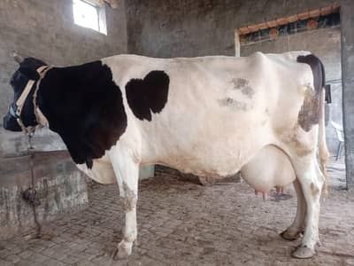 Pure Australian Friesian  / پیور  آسٹریلین فریزین