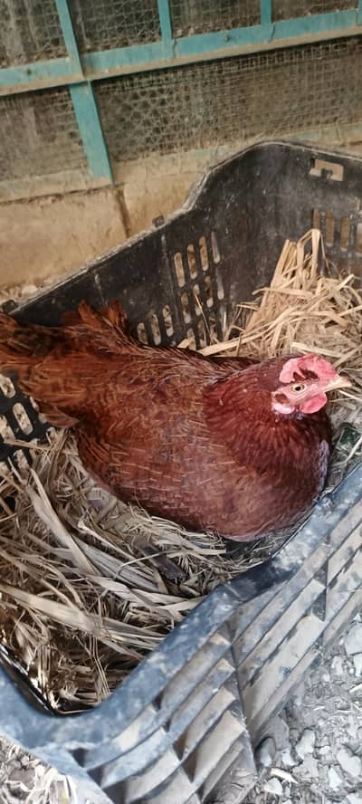 kurak murge pywar dysi jsy chye cll karye