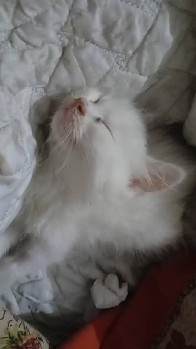 playfull healthy kittens  with long coat