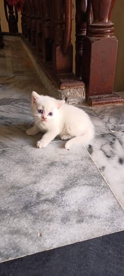 Persian kitten