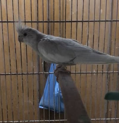 Emerald white face Cockatail