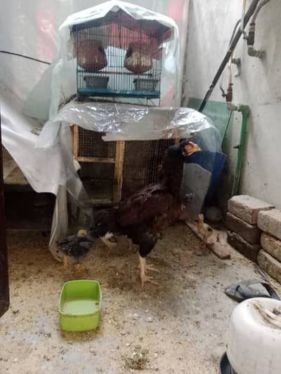 Aseel hen with chicks