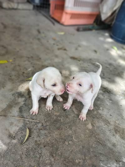 gultair  pure white dono female hai